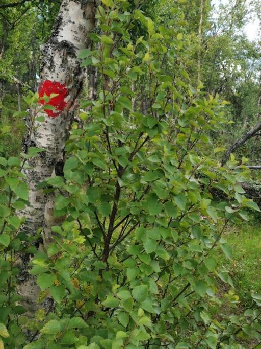Na Er Vinteren Kommet Til Hallingdal Ол Экстерьер фото